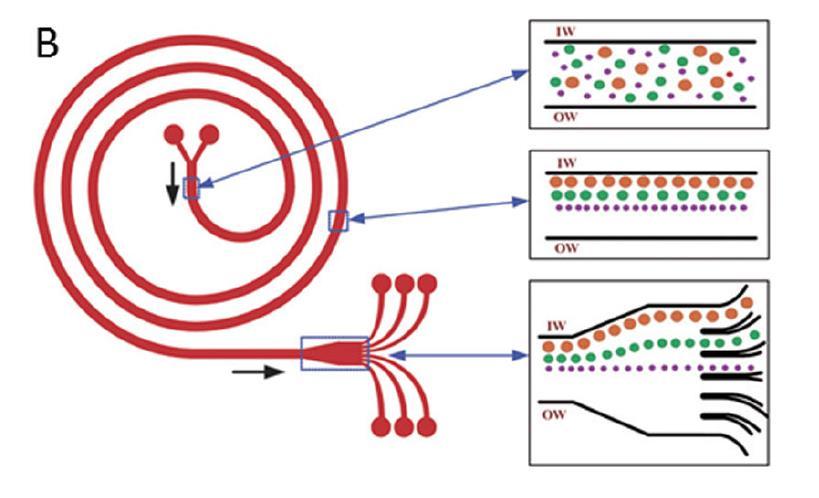 Inertial microfluidics in a spiral From