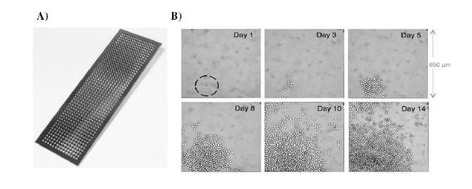 Picovitro plates for cell culture Lindström S In