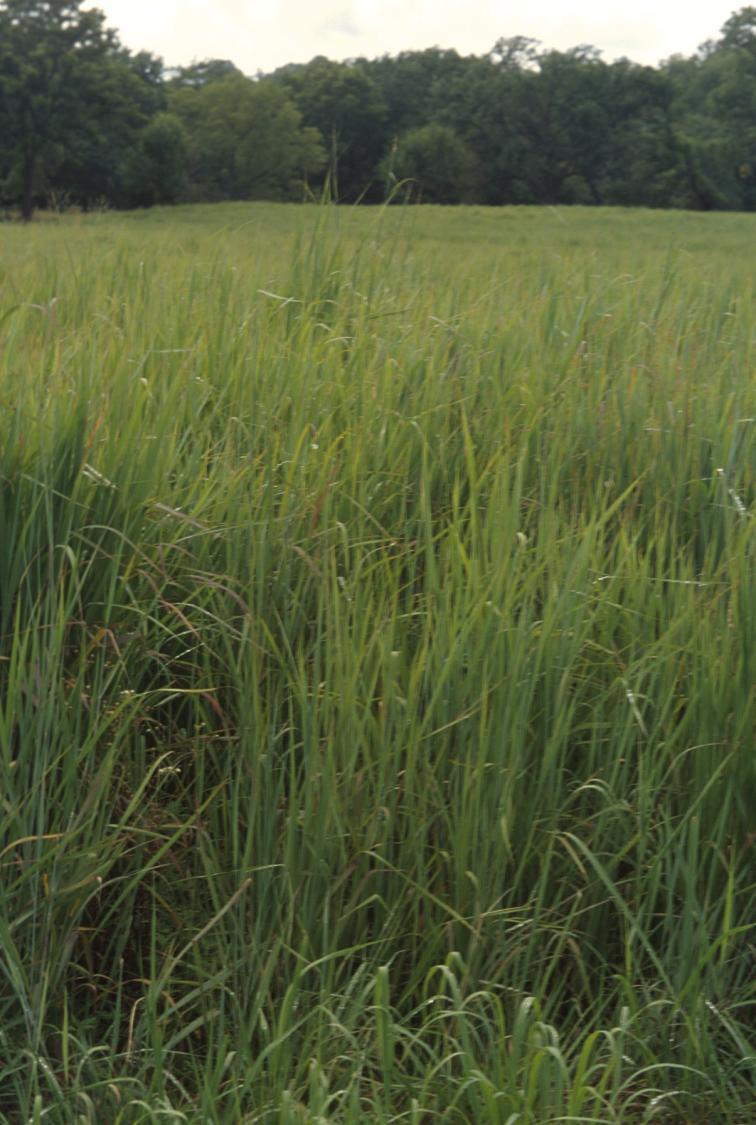Hay Production Alternatives Native Warm Season Grasses Switchgrass Big Bluestem