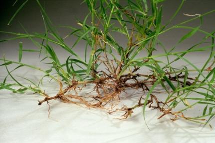 Bermudagrass Warm-season grass Rhizomes & stolons Establish by sprigs or