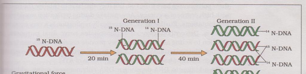 (three steps with DNA and centrifugation tubes-(1+1+2)) (a)colour blindness in humans
