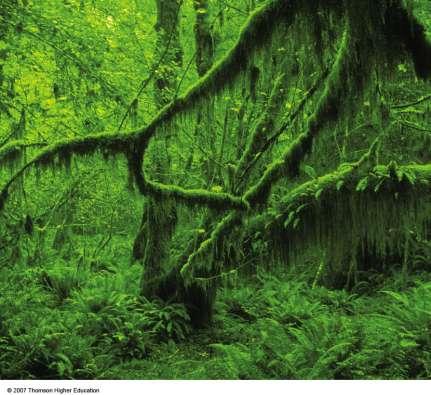 Temperate Rain Forests Coastal areas support huge cone-bearing evergreen trees such as redwoods