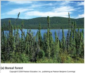 Boreal forest (taiga) Canada, Alaska, Russia, Scandinavia