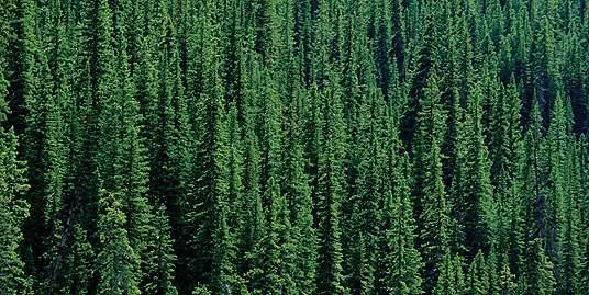 boreal forest long winters and short summers