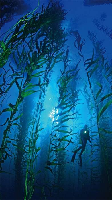 15.4 Marine Ecosystems Kelp forests are found in cold,