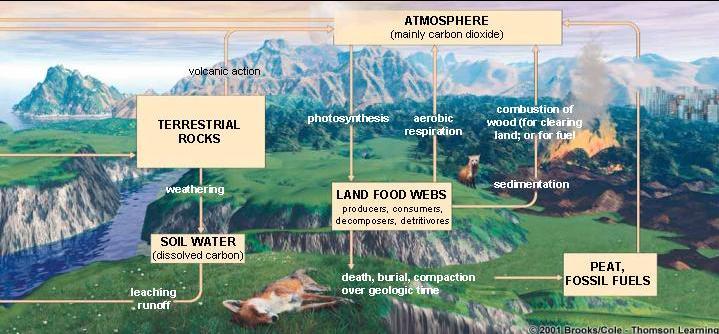 The Carbon Cycle Driven by biological