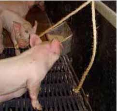 Enrichment alters Pigs Chewable enrichment (rope/paper) provided before weaning reduced tailbiting severity in the later growth stages: C: 32% vs Enr: 9% (P<0.