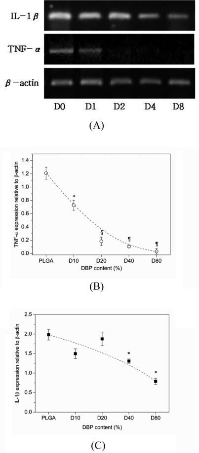 (magnification, x100) Hybridization of DBP decreased the inflammation reaction of PLGA 9,14,15) (A) Representative