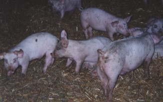 Successive groups of sows move through the system in a continuous process.
