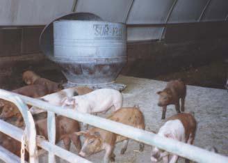 Average daily gain for hoop-housed pigs is as good as that of confinement pigs, and may be greater (Brumm et al., 1997). Research has shown that feed efficiency drops during the winter.