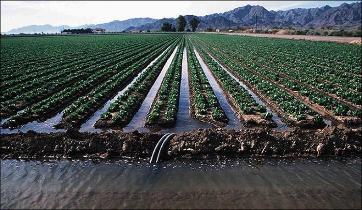 Water Policy Irrigated fruits and vegetables