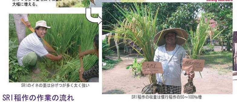 SRI plants have many tillers with bigger size.