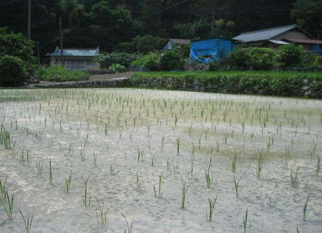 This is how SRI paddy field looks like Due to