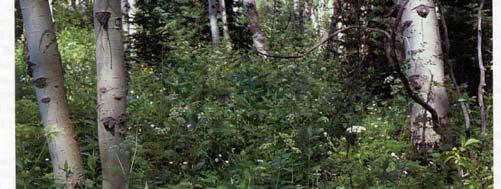 types of conifer forest types Aspen/subalpine fir