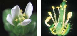 21 For each chimera, researchers recorded the flower phenotype: wild-type or fasciated.