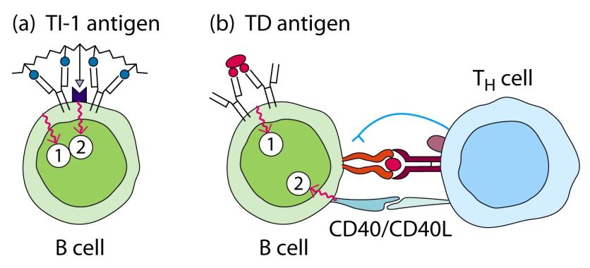 antigen receptor (BCR: alias cell surface form of Ig or antibody) B Cells Integrate a Multitude of Signals Leading to Death, Anergy, Proliferation, or Differentiation CD45
