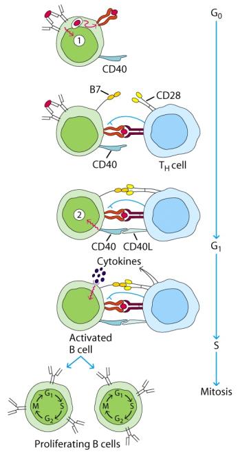 T cell dependent B cell response Sequence of events: Antigen binding to BCR provides Signal 1 to B cell.