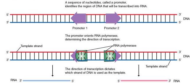 g. Orientation of the promoter determines which strand serves as the template Figure 7.8 VII. Bacterial Gene Expression Translation (p. 170-173) a.