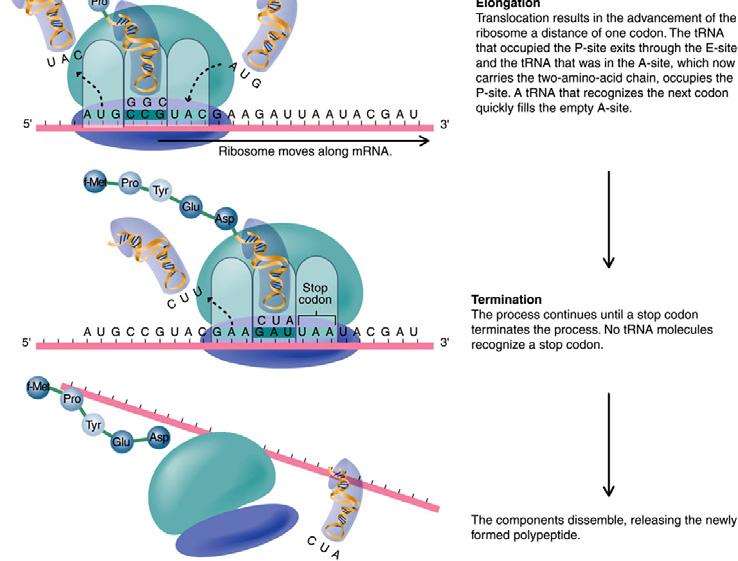 "Workbench" of translation; "read" the mrna one codon at a time (proper reading frame is critical; see figure 7.11) ii. Ribosome moves along RNA in the 5' to 3' direction iii.