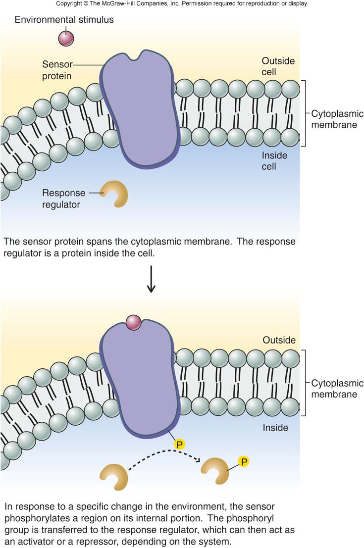 Mechanisms of regulation (in prokaryotes) a.