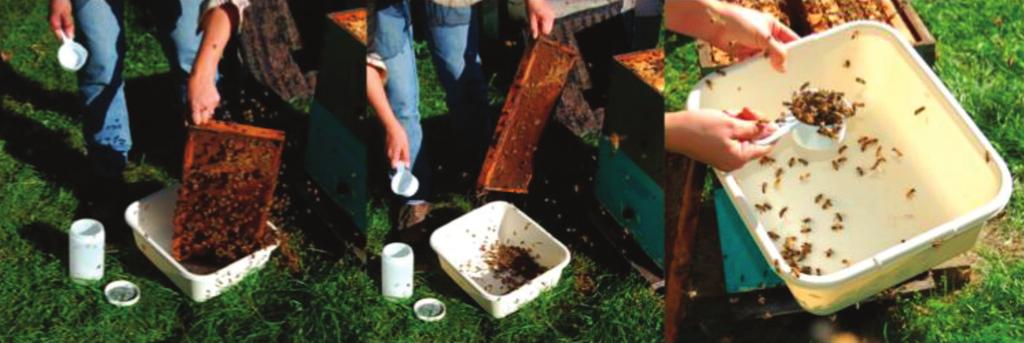 Figure 1. Rapping a frame in a plastic wash-dish container, then using a cup that holds 0.42 cups to measure 300 adult bees. sugar-coated bees to their colony where they will be groomed by nestmates.