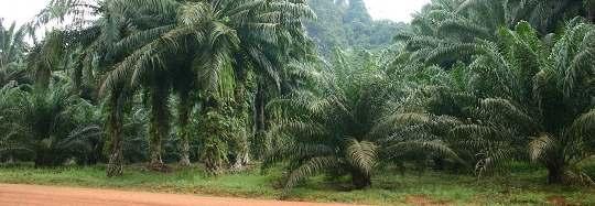 with avenues of 4 year old palms -