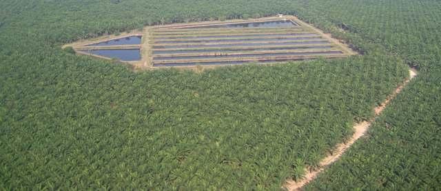 Palm oil mill effluent (POME) is traditionally treated in deep anaerobic ponds which emit