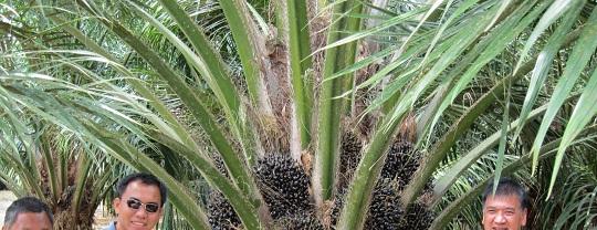 Oil palms are transforming