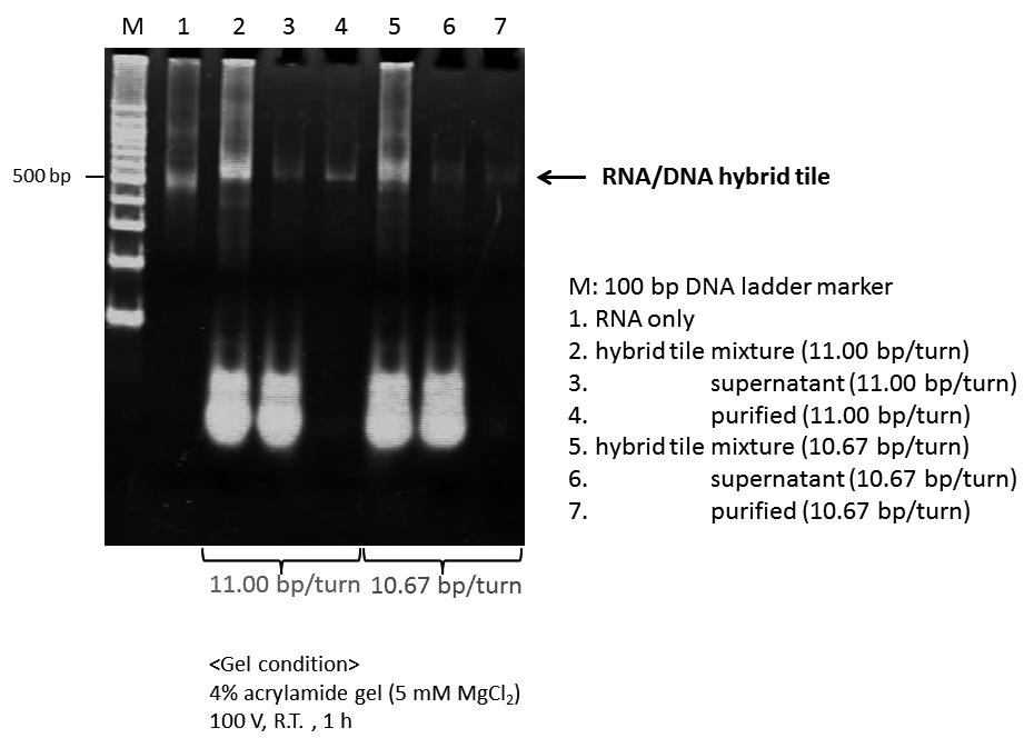 Fig. S2. Purification of RNA/DNA hybrid tiles using streptavidin-magnetic beads.