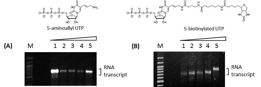 Gel electrophoresis (1% agarose) analysis of modified RNA transcripts.
