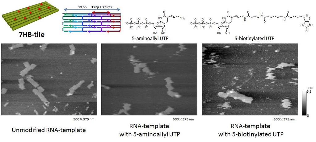 Fig. S8. AFM images of modified RNA/DNA hybrid tiles with 11.00 bp/turn pitch. For imaging, mica was not passivated with APTES.