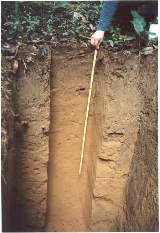 Soils and Climate Change Susan Trumbore Max-Planck Institute for Biogeochemistry and Earth System