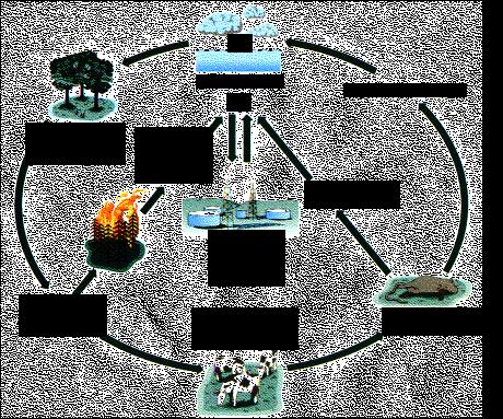 The Carbon Cycle 3132 A lot of things in nature are cycled or recycled, that is to say, they are used over and over again. A familiar cycle is the water cycle. Carbon is also a cycle.