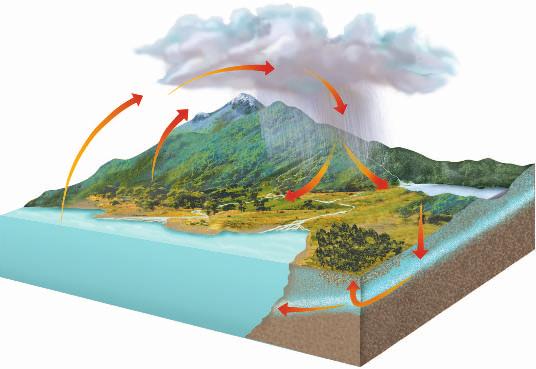 Evaporation Transpiration Ocean The Water Cycle Condensation Precipitation Runoff All living things require water to survive. Where does all this water come from?