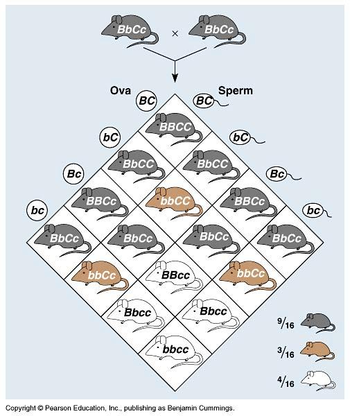 Epistasis One gene masks another coat color in mice = 2 genes pigment (C) or no