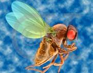 Drosophila breeding prolific 2 week