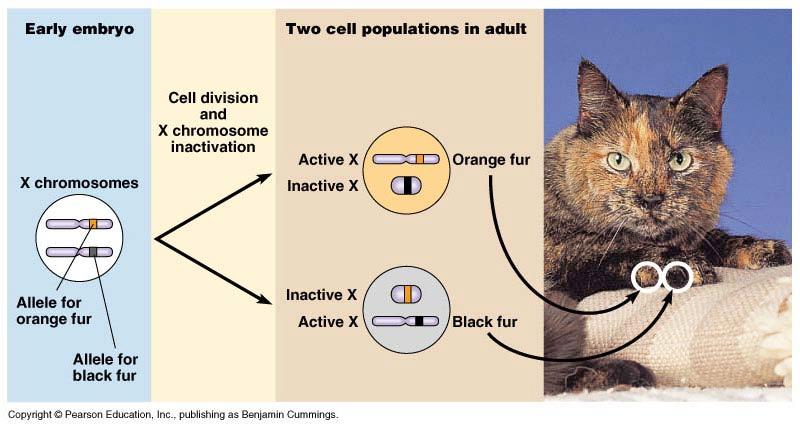 X-inactivation & tortoise shell