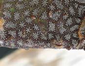 tunicate (Ciona intestinalis), coffin box bryozoan (Membranipora