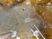Infestation by invasive tunicates has increased signi- Figure A