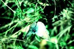 Large blue butterfly Maculinea arion: