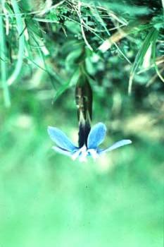 Spring gentian Gentiana verna: found only in a few places