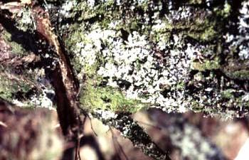 The lichen Hypogymnia physodes: lichens are highly sensitive to air pollution and are