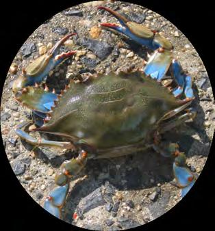 crustacean: one of a class of mostly aquatic arthropods such as shrimp, crabs, and Daphia (blue crab, for example - see image) current: water moving continuously in a certain direction dam: a barrier