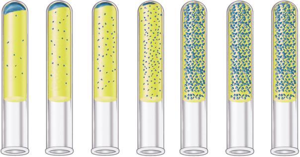 An equal amount of the antigen (here, blue bacterial cells) is added to each tube. The control tube has antigen, but no serum.