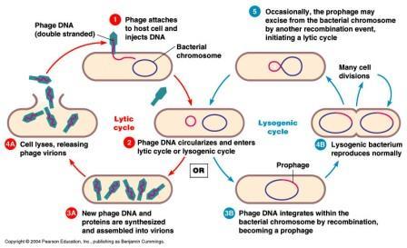 -in the case of the lysogenic cycle, the virus genome is called prophage and the bacterium is called a lysogen, if the phage
