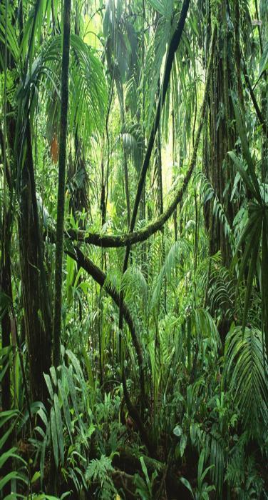 9.3 Rain Forests A rain forest is a biome with a dense canopy of evergreen, broadleaf trees supported by at least 200 cm of rain each year.