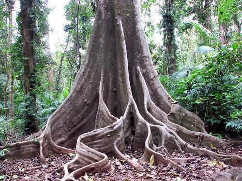 9.3 Rain Forests The rain forest as an ecosystem contains as many nutrients as, or more than, other biomes. The topsoil is very thin and poor, with 99.