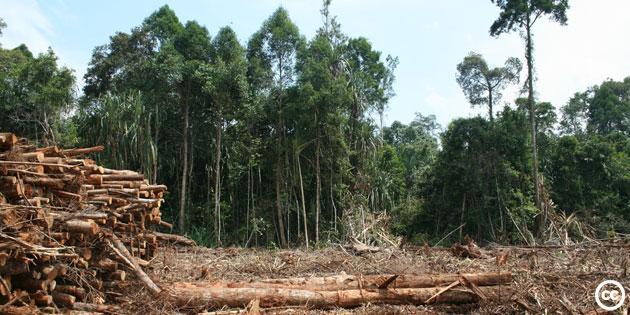 9.3 Rain Forests The destruction of forests as a result of human activity is called deforestation.