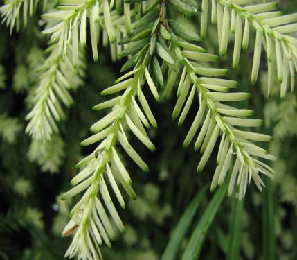 9.1 Coniferous Forests Coniferous trees, or conifers are trees that