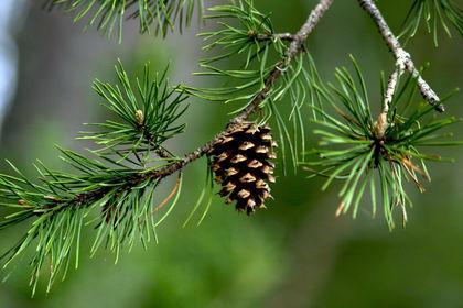 -long, thin leaf covered in a thick, waxy substance Most conifers are